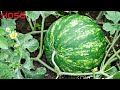 Don't Plant Watermelon Seeds in the Ground!!!