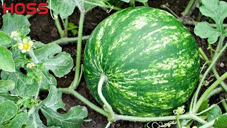 Don&#39;t Plant Watermelon Seeds in the Ground!!!