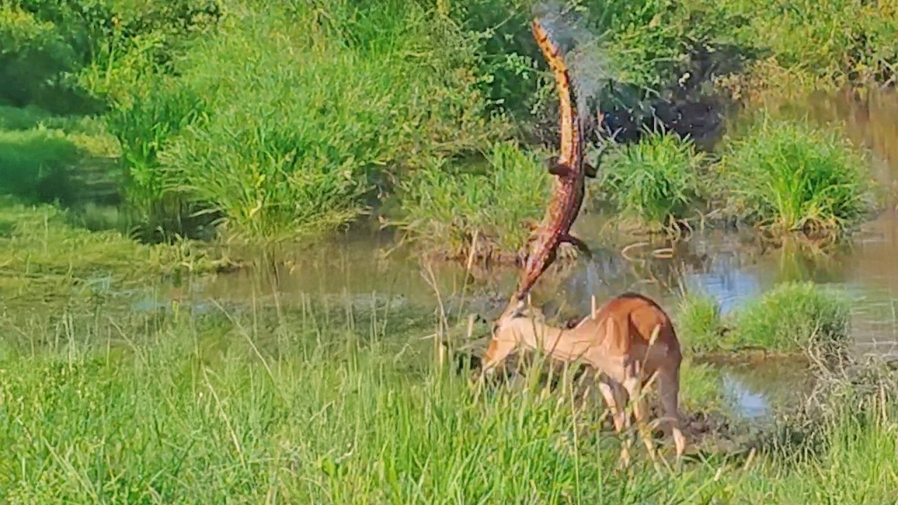 Crocodile Ambush Goes Terribly Wrong - For the Crocodile