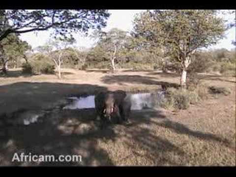 5.4.08 3.52pm EP  Small breeding herd of Elephants at the wa