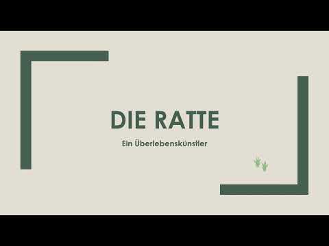 Die Ratte einfach und kurz erklärt