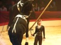 Suzanne Berdino And Her Stallions Perform