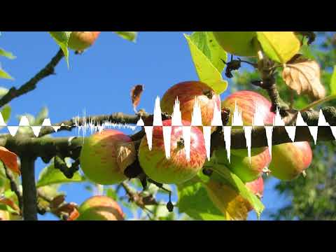 Rottenacker: Naturgeschützte Streuobstwiese soll bebaut werden - Schwabenreporter