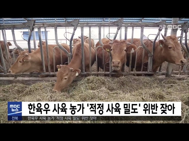 한육우 사육 농가 '적정 사육 밀도' 위반 잦아