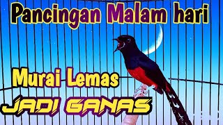 Download lagu PANCINGAN MURAI BATU MALAM HARI, TERAPI NAIKAN EMOSI DAN BIRAHI mp3