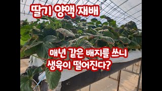 딸기 양액 재배!! 배지에 염류가 쌓이는 이유 그리고 해결방법은?