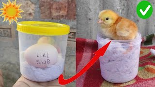 How to hatch eggs at home without incubator // amazing eggs hatching without incubator