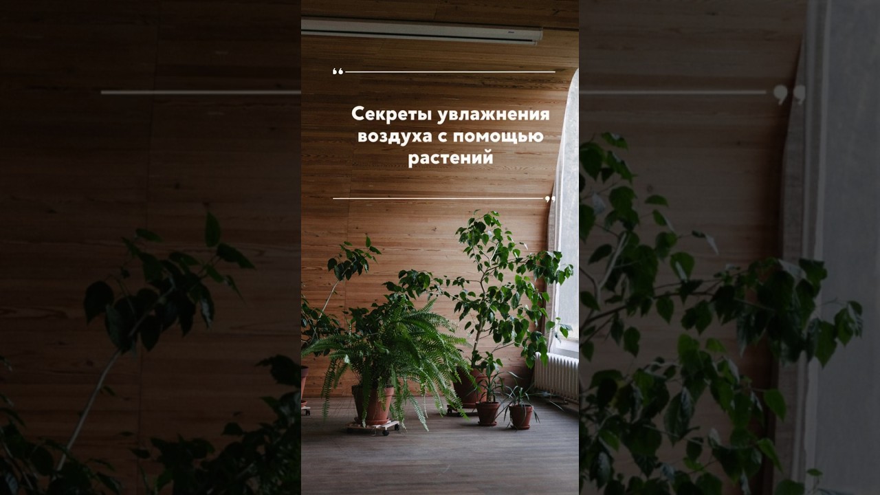 Секреты увлажнения воздуха с помощью растений