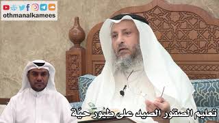 104 - تعليم الصقور الصيد على طيور حيّة - عثمان الخميس
