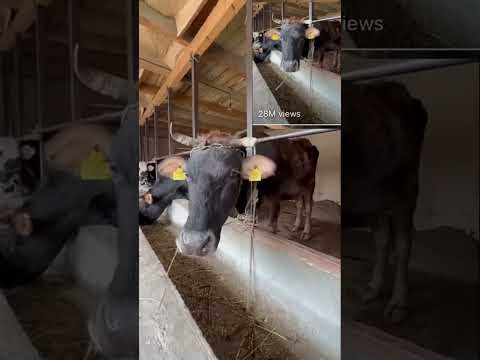This Cow LOVES Garlic! 😂🧄🐄 #Shorts #cows #garlic #animals #asmr #animalasmr
