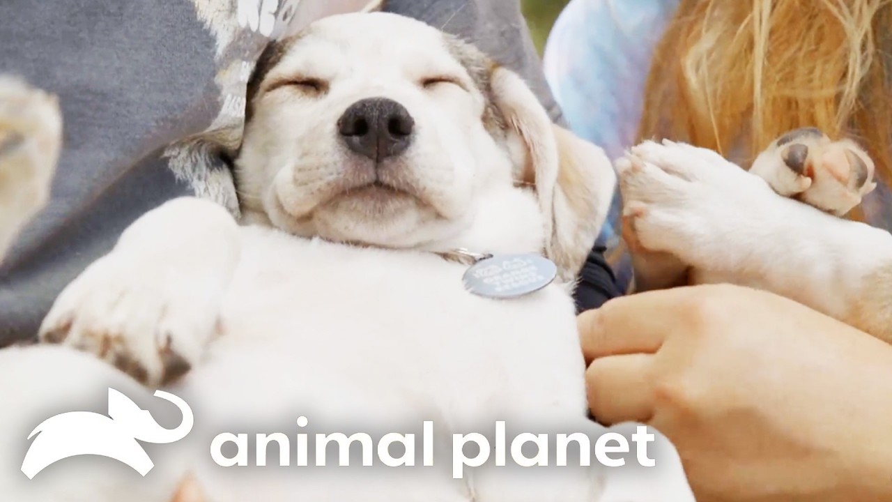 Awww-some Rescue Stories from Puppy Bowl 2026! | Puppy Bowl | Animal Planet