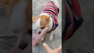 #trending #viral #cute #puppy #gameplay #funny #video #shorts #love #pets #my  #subscribe #hit #like