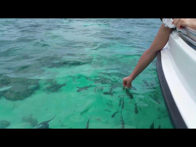 Mauritius - Ambre resort & spa feeding fish in the tropical lagoon continue