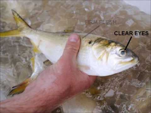 Chunking Bunker for Striped Bass - A Mobile Approach Part-1