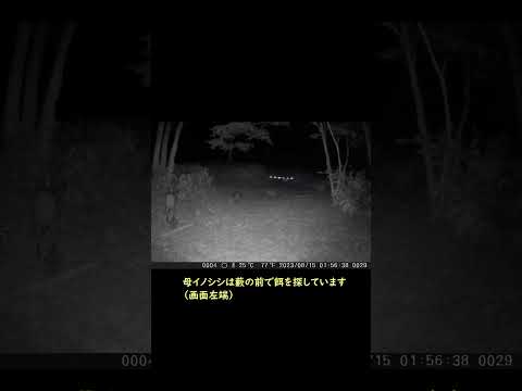 庭にイノシシを近づけないようにする方法は？彼らを傷つけることなく、彼らを撃退し、怖がらせるために機能する6つの解決策  庭園