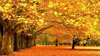 Autumn Leaves - Eva Cassidy &amp; the London Symphony Orchestra