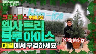 겨울나무의 보물이 왔습니다 ☞ 크리스마스트리 블루아이스ㅣ[대림묘목농원_엘사트리]