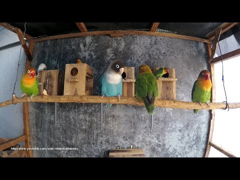 1 Hour of Lovebird Chirping Sounds  - July-24-2019