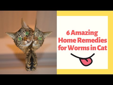 6 Amazing Home Remedies for Worms in Cat