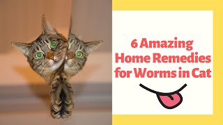 6 Amazing Home Remedies for Worms in Cat