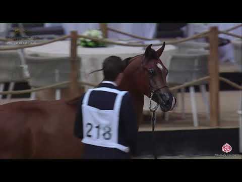 N 218 AROOJ AL AQEED   22nd Qatar National 2019   Yearling Colts Class 6A