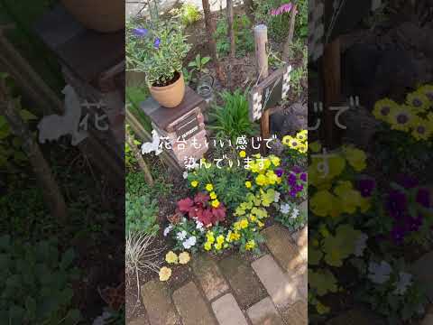  4月に植える花は何ですか？庭やバルコニーに花を咲かせる 5 種類以上の気楽な植物  庭園