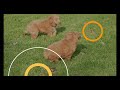 Mini Goldendoodle dogs for sale: Kyla - Video 1