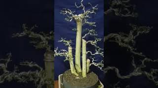 Download lagu pengawatan, pruning dan seleksi ranting bahan bonsai serut grouping. mp3 Download lagu pengawatan, pruning dan seleksi ranting bahan bonsai serut grouping. mp3