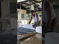 TRADITIONAL WAY OF WASHING CLOTH BY DHOBI BHAIYA