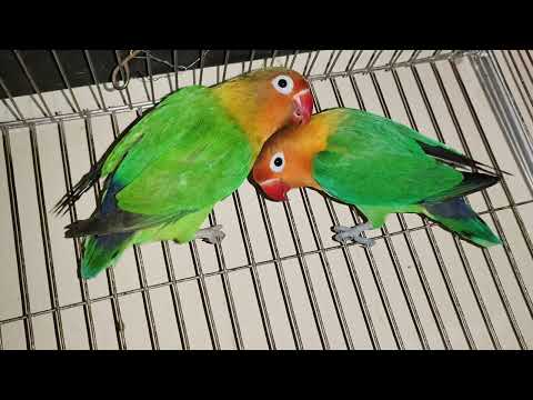 Lovebird Singing & Chirping Sounds - Green Fischer Lovebirds cute Pair