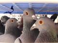 Derby Arona TENERIFE Pigeons In Basket March 2008