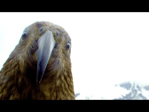 Robotic Parrot Talks To Kea Parrot