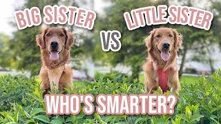 IQ Test For Dogs | How Smart Is Your Dog?