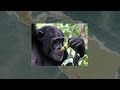 Why Do We Drink Alcohol? The Drunken Monkey ...