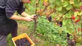 preview picture of video 'Vendanges de Pinot Noir à Cressier Neuchâtel - cave des lauriers'