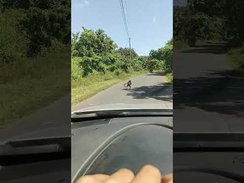 Caminando tranquilamente por la calle de mundo nuevo hacia San Dionisio #elsalvador #youtubeshorts