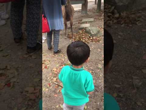 Crisanto attempts to feed the Nara Park deer