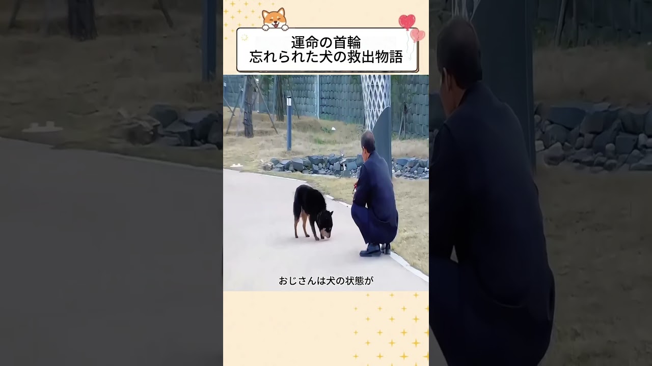 運命の首輪 ― 忘れられた犬の救出物語 #感動する話