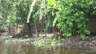 আজাইপুর বিল