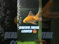 Beautiful Fantail Goldfish Shorts Aquariumshort Shortaquariumfish Fishtankshort Viral Fishtank