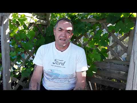 YouTube video about: Can rabbits eat parsnip leaves?