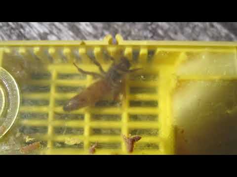 Ставим метку пчеломатке Бакфаст F1. Как пометить пчелиную матку маркером.