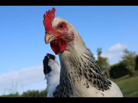 download lagu mp3 mp4 What To Make With Excess Eggs, download lagu What To Make With Excess Eggs gratis, unduh video klip What To Make With Excess Eggs