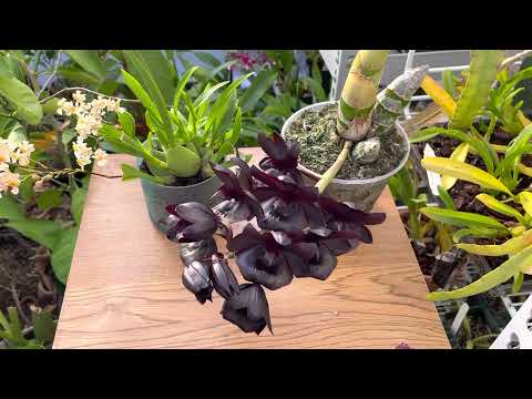 Monnierara Millennium Magic ‘Witchcraft’ (Black orchid) and Oncidium Twinkle ‘Fantasy’