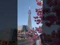 tokyo skytree and sakura 🌸 shorts skytree 桜