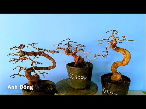 Giao lưu lô me bonsai đã uốn ngày 14 /12/2021
