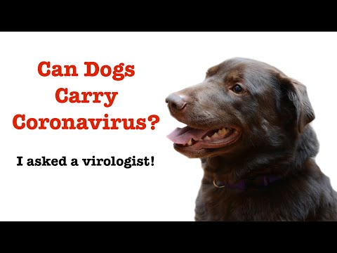 Can Dogs Carry Coronavirus? (Please see new updated video - link in description)