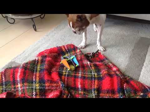 Flippy the "Robot" goes for a walk