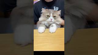 ノリノリセリたん♡＃かんあきチャンネル