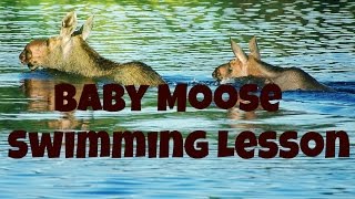 preview picture of video 'Baby Moose Learn To Swim!'